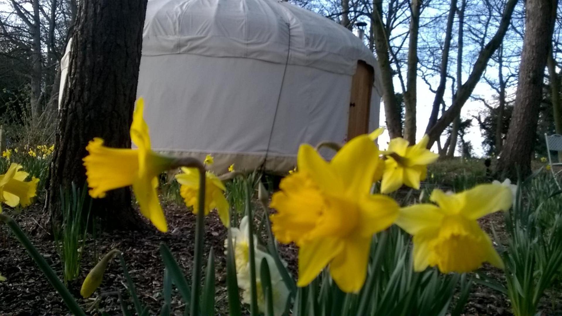 Gingerbread Cottage Yurts 东德勒翰 外观 照片